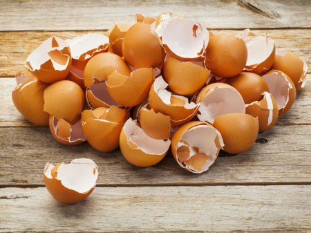 Eggshell and health