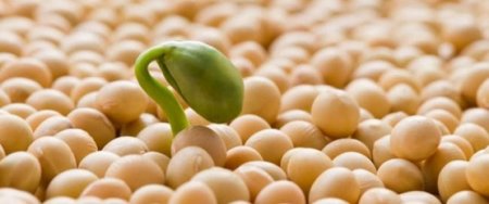 Benefits and harms of soybeans for women and men.