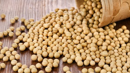 Benefits and harms of soybeans for women and men.