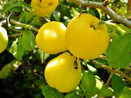 Quince - useful properties and contraindications