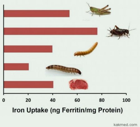 The best source of iron for humans - food from insects