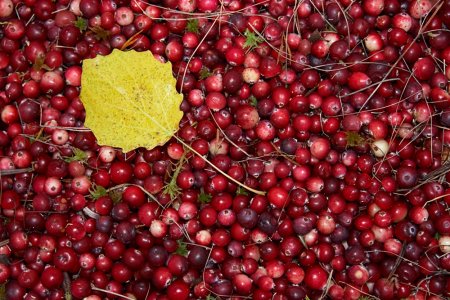 To whom and why you need to eat  cranberry