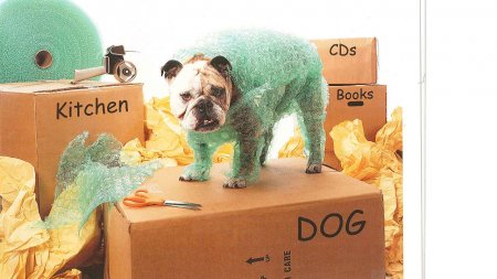 Top Tips for Moving With Pets
