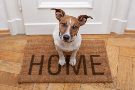 Top Tips for Moving With Pets