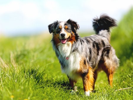 10 Healthiest Dog Breeds