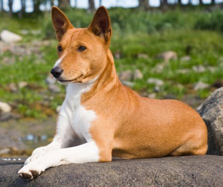 10 Healthiest Dog Breeds