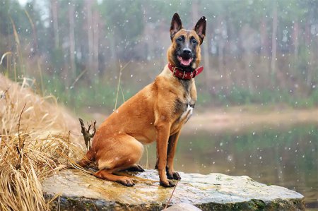 10 Healthiest Dog Breeds