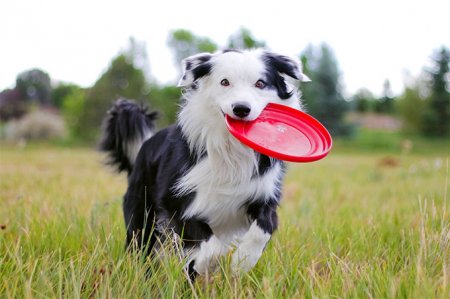 10 Healthiest Dog Breeds