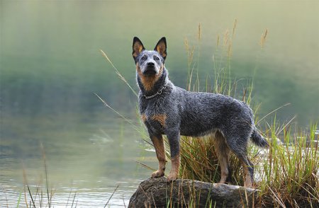 10 Healthiest Dog Breeds