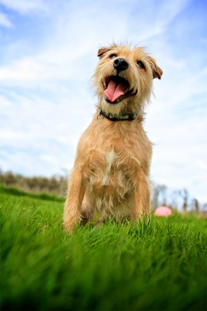 10 Healthiest Dog Breeds