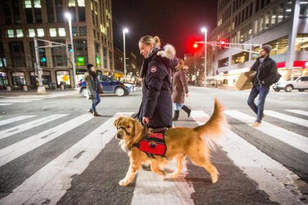 Emotional Support Animal