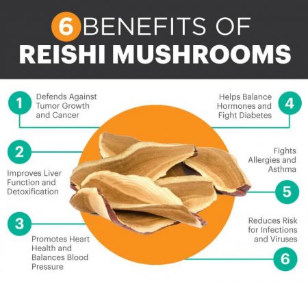 6 Awesome Health Benefits Of Reishi Mushrooms