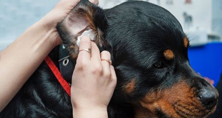 Nail Clipping, Ear Cleaning, & Baths