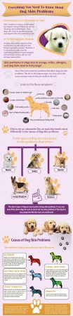 Everything You Need To Know About Dog Skin Problems