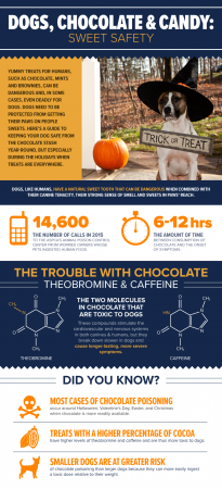 Dogs & Chocolate: What You Need To Know