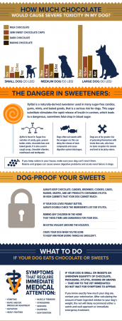 Dogs & Chocolate: What You Need To Know