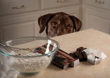 Dogs & Chocolate: What You Need To Know