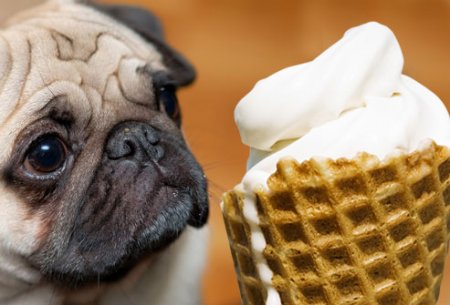 Dangerous Foods for Dogs