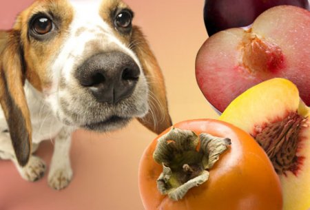 Dangerous Foods for Dogs