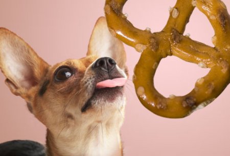 Dangerous Foods for Dogs