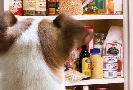 Dangerous Foods for Dogs