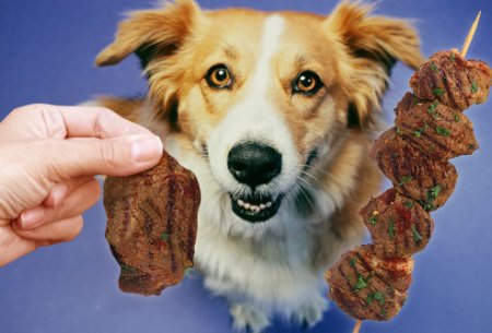 Dangerous Foods for Dogs