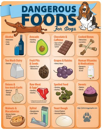 Dangerous Foods for Dogs