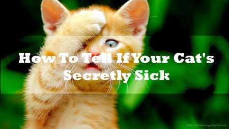 How To Tell If Your Cat's Secretly Sick