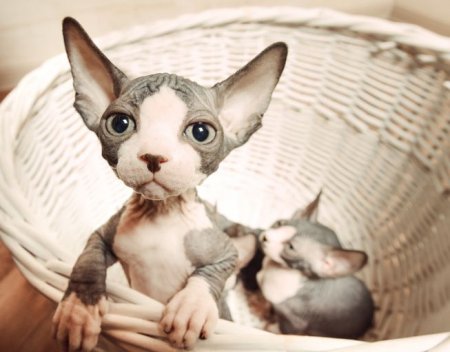 How to Care for Sphynx Cats