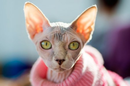 How to Care for Sphynx Cats