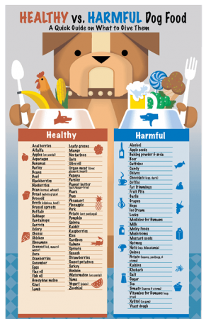 Healthy and Harmful Food for Dogs