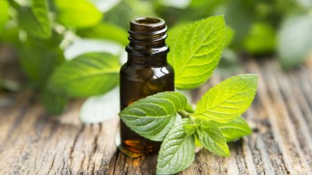 5 Reasons Why Peppermint Oil Will Make You Healthier