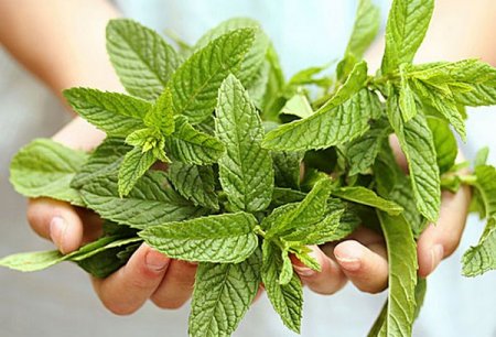 10 Best Herbs that Improve Your Health