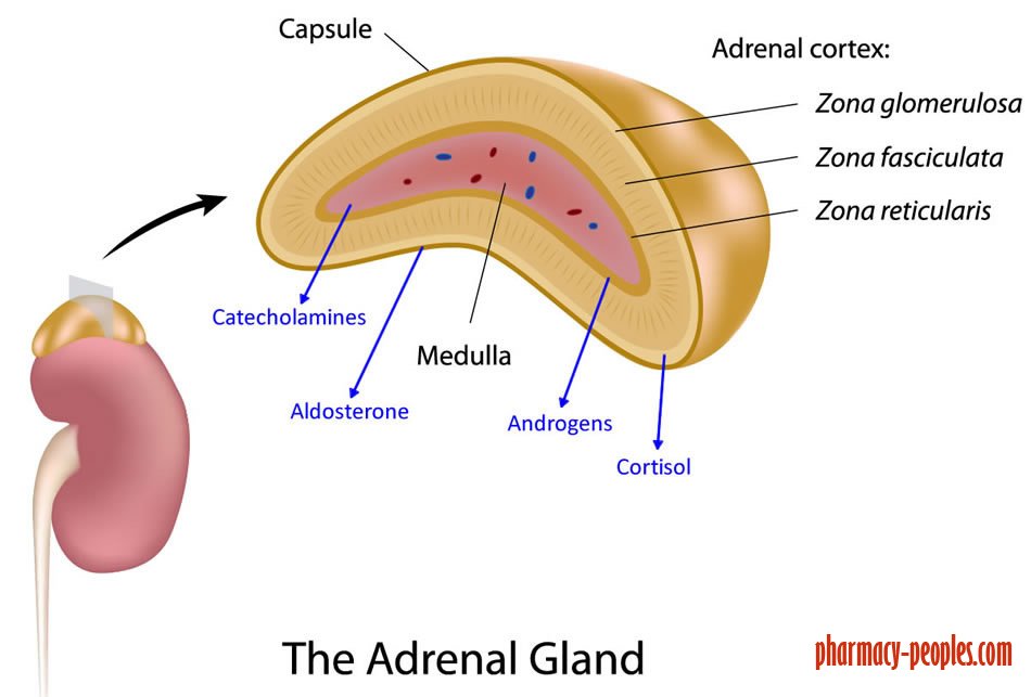 difference between adrenal gland and pituitary gland